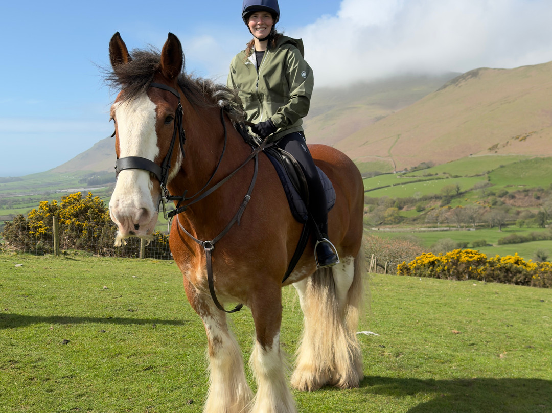 Cumbrian Heavy Horses-Millom必去景点