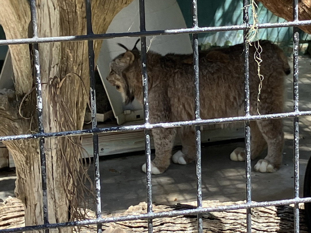 Jungle Adventures A Real Florida Animal Park-Christmas必去景点