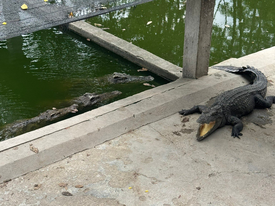 Battambang Crocodile Farm-马德望必去景点