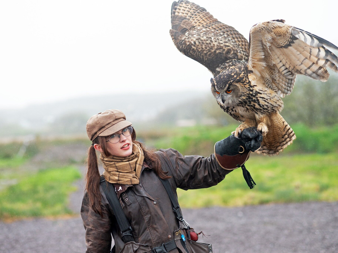 Kingdom Falconry - Dingle-丁格尔必去景点