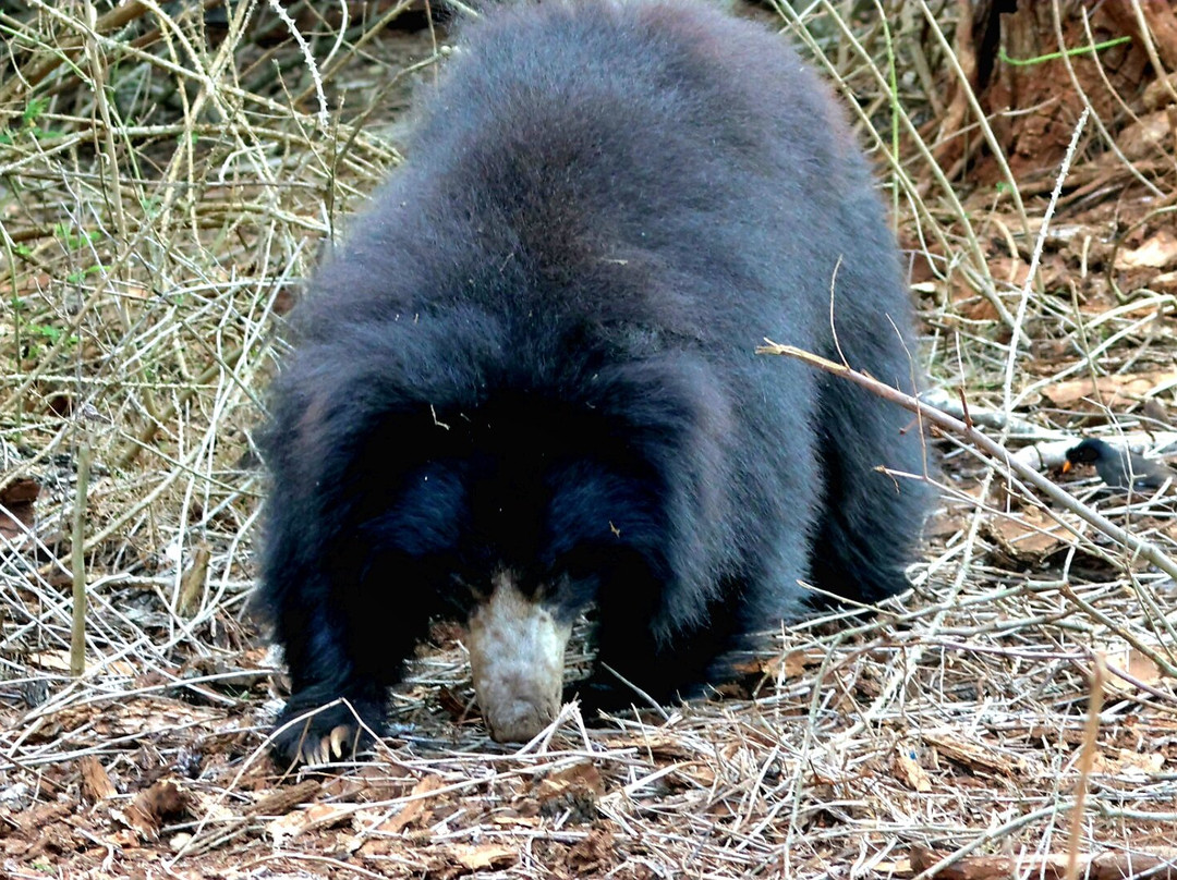 Kalypso Adventures-Fort Kochi必去景点