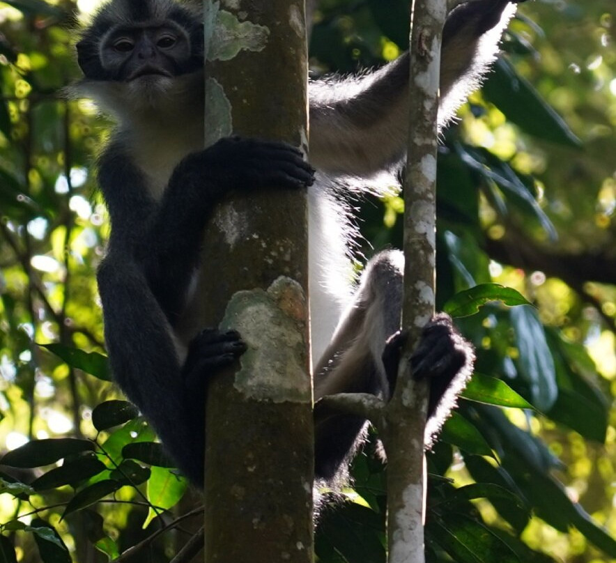 Bukit Lawang Jungle Trekking-武吉拉旺必去景点