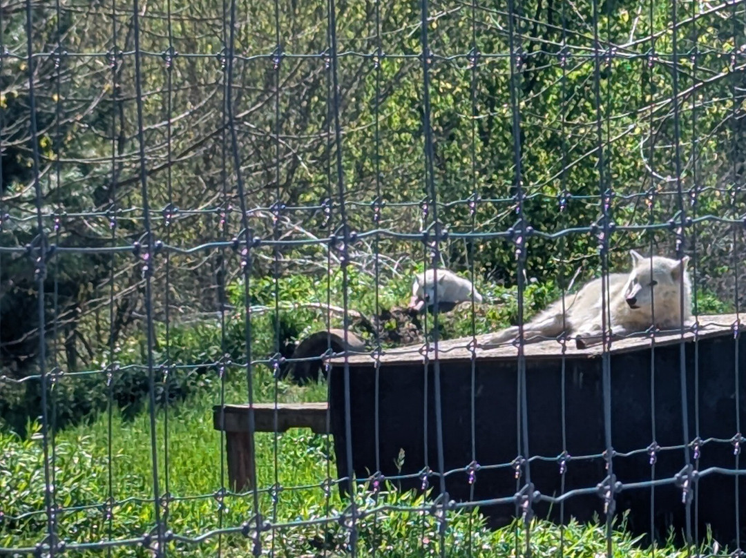 Wolf Sanctuary of PA-利蒂茨必去景点