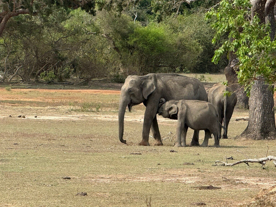 Drivers in Sri Lanka-科伦坡必去景点