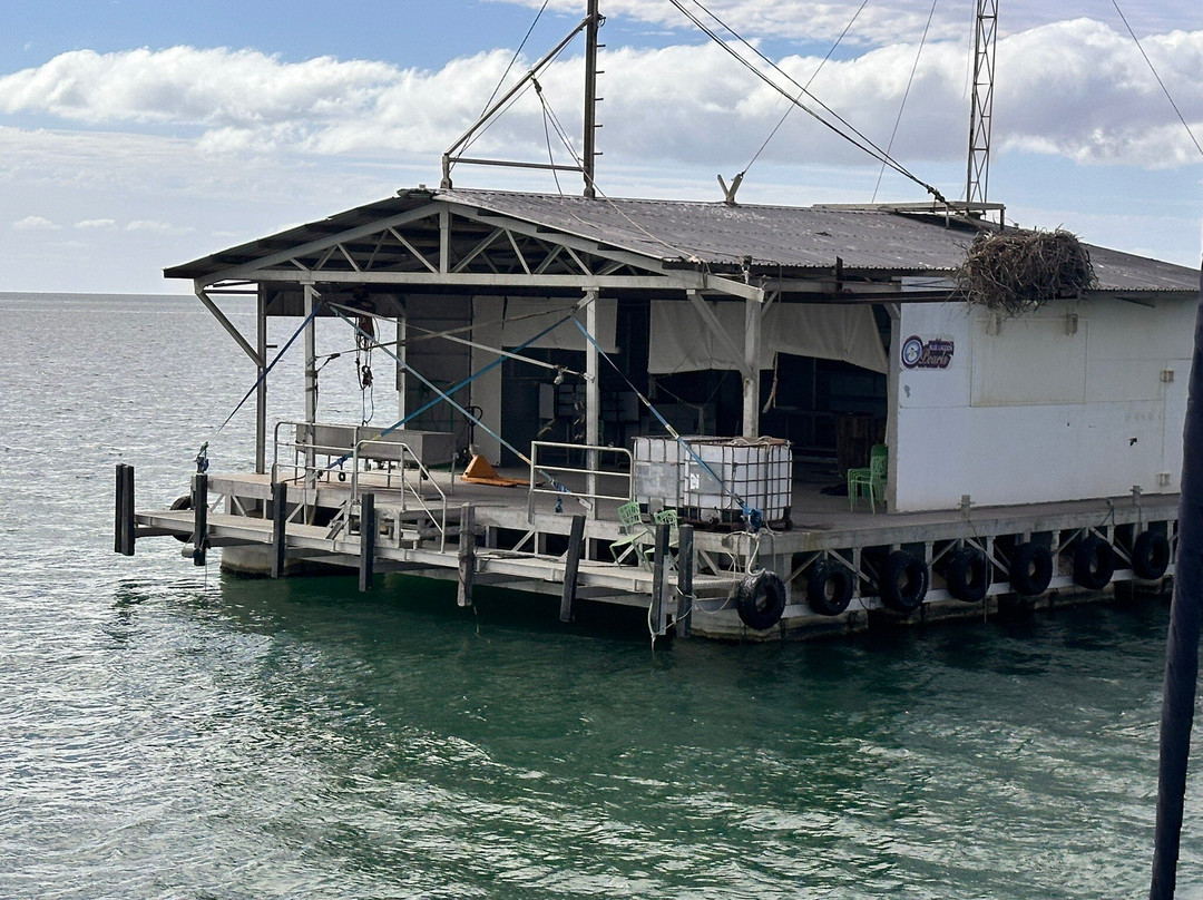 Perfect Nature Cruises-Monkey Mia必去景点