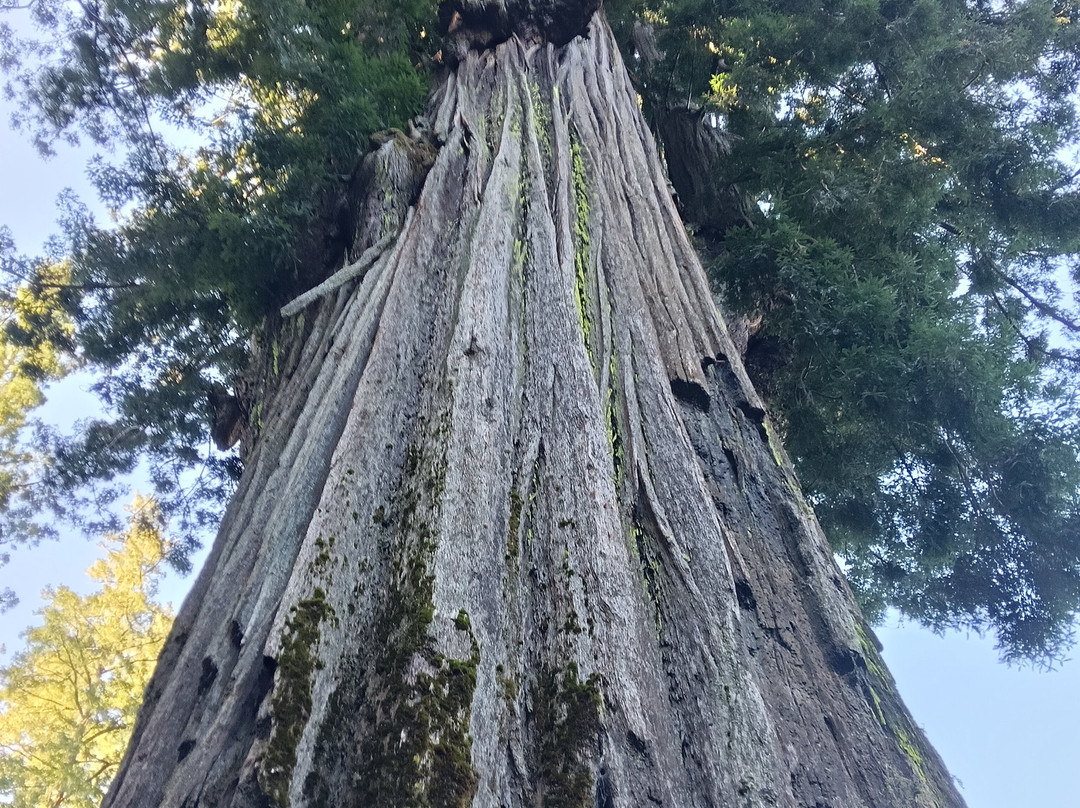 Tom's Muir Woods Walking Tours-米尔谷必去景点