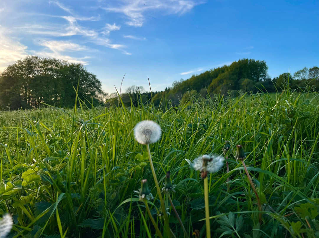 Knowlton Church and Earthworks-Cranborne必去景点