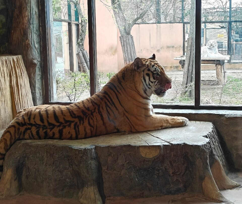 Limpopo Zoo-下诺夫哥罗德必去景点