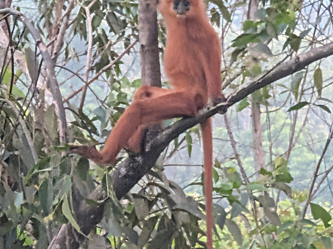 1StopBorneo Wildlife-斗湖必去景点