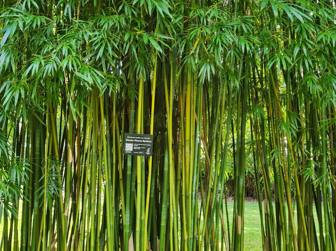 Bamboo Land Nursery & Parklands-Torbanlea必去景点