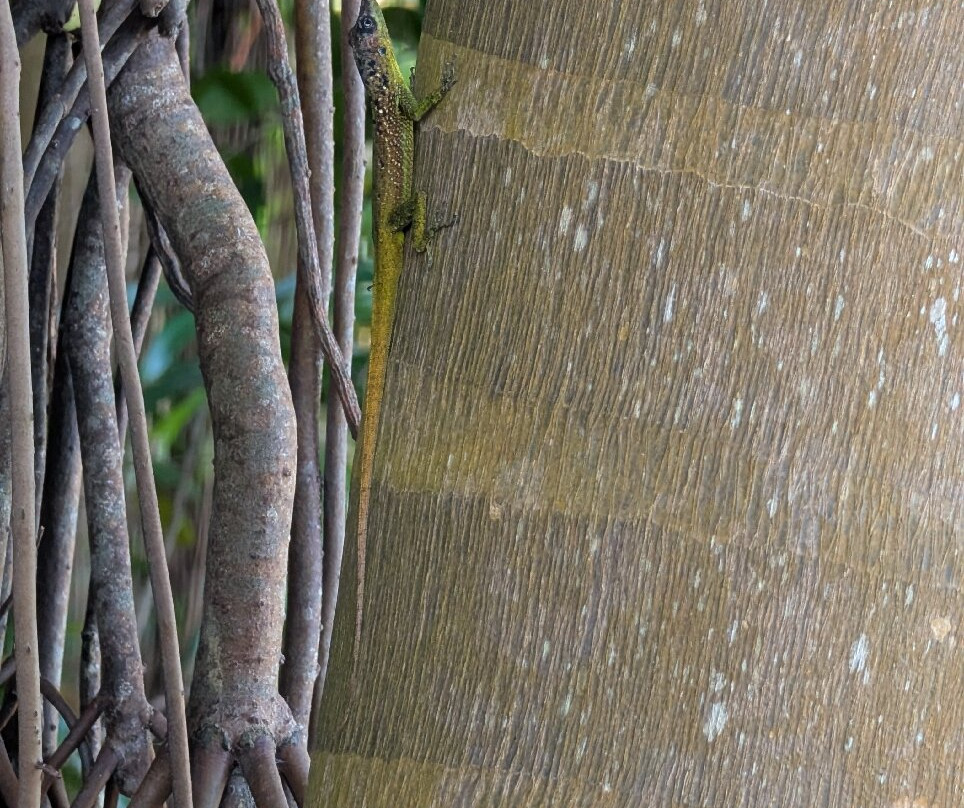 Welchman Hall Gully-Saint Thomas Parish必去景点