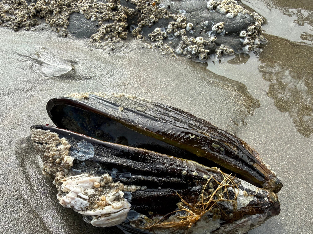 Muir Beach-Muir Beach必去景点