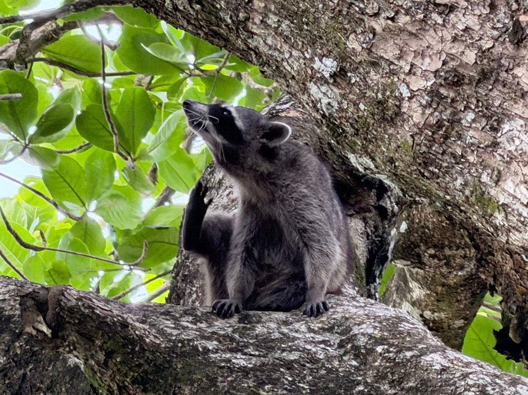 Cahuita National Park-卡维塔必去景点