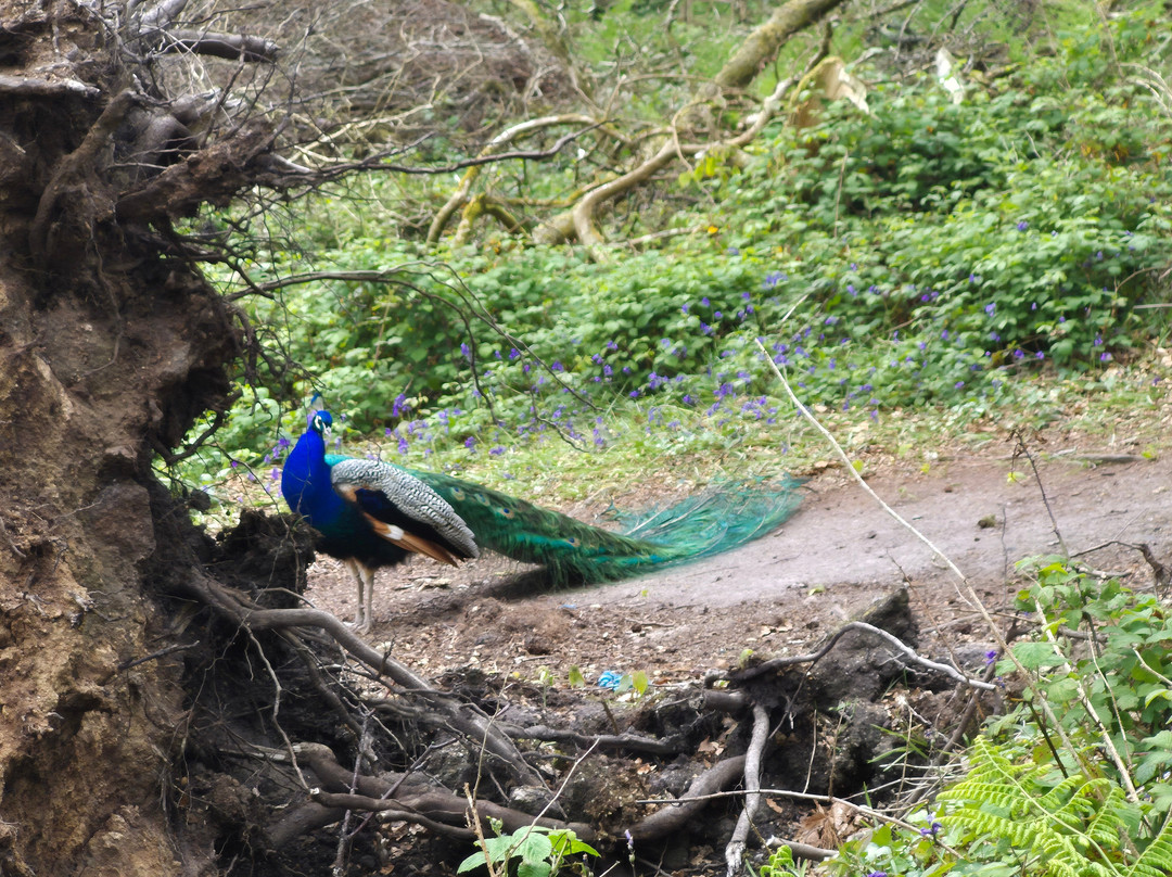 Tanglewood Wild Garden-彭赞斯必去景点