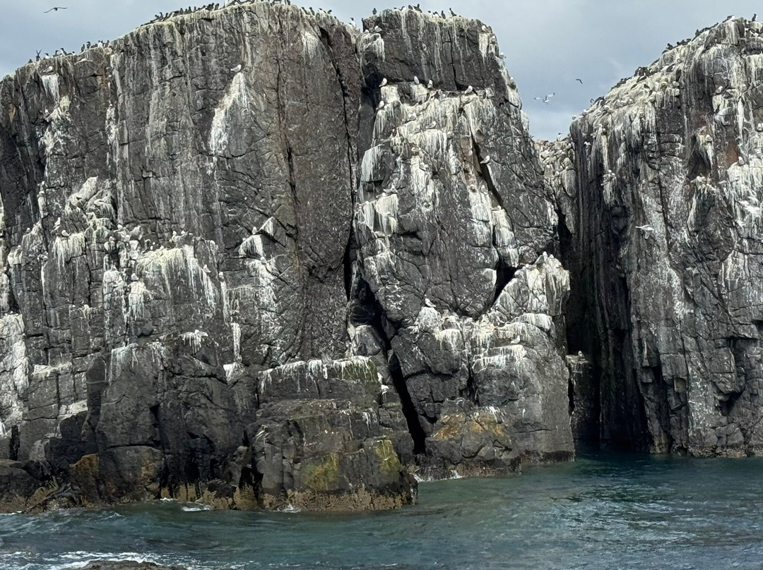 Serenity Farne Island Boat Tours-Seahouses必去景点
