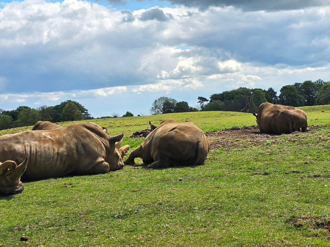 Whipsnade Zoo-邓斯特布尔必去景点