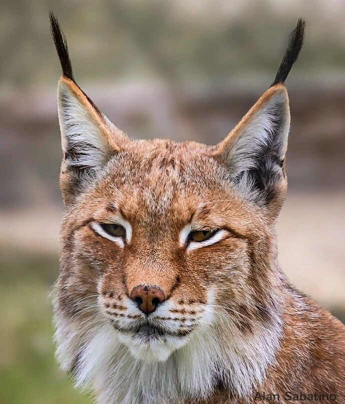Wolds Wildlife Park-Horncastle必去景点