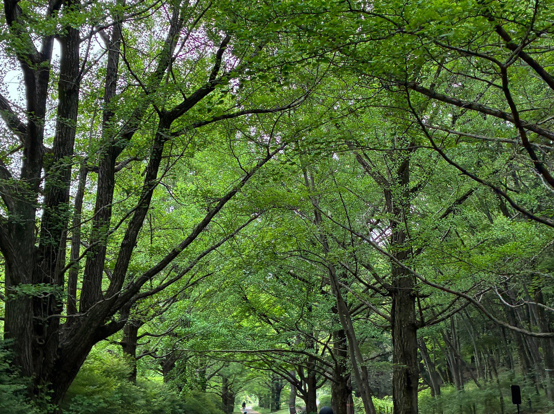 国营昭和纪念公园-立川市必去景点