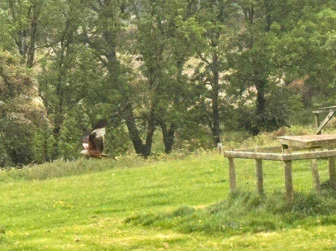 Bellymack Hill Farm - Kite Feeding Station-Laurieston必去景点