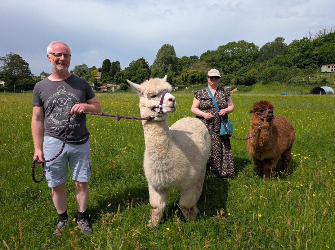 Bell Farm Alpacas-Pensford必去景点