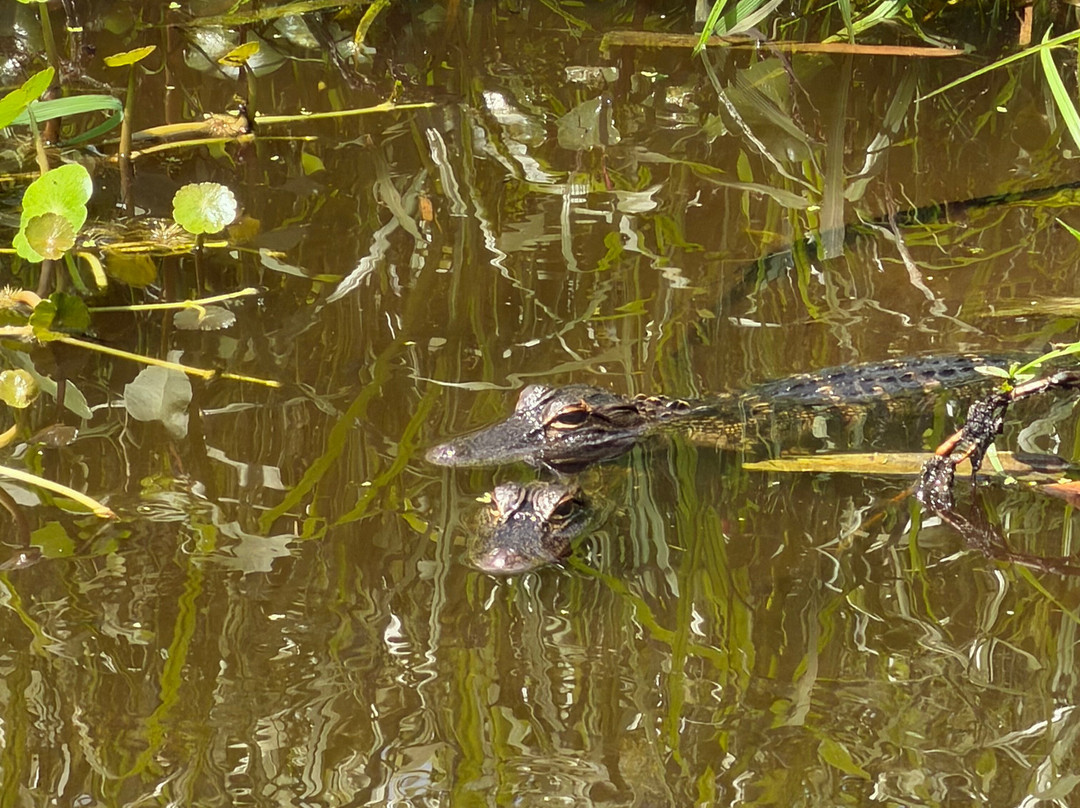 Swamp Fever Airboat Adventures-Lake Panasoffkee必去景点
