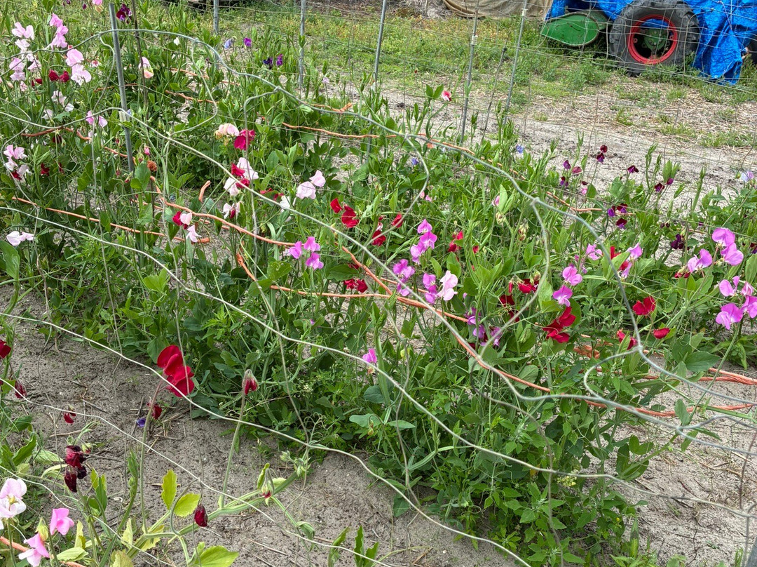 Snijbloemen Pluktuin Bakkum-Egmond-Binnen必去景点