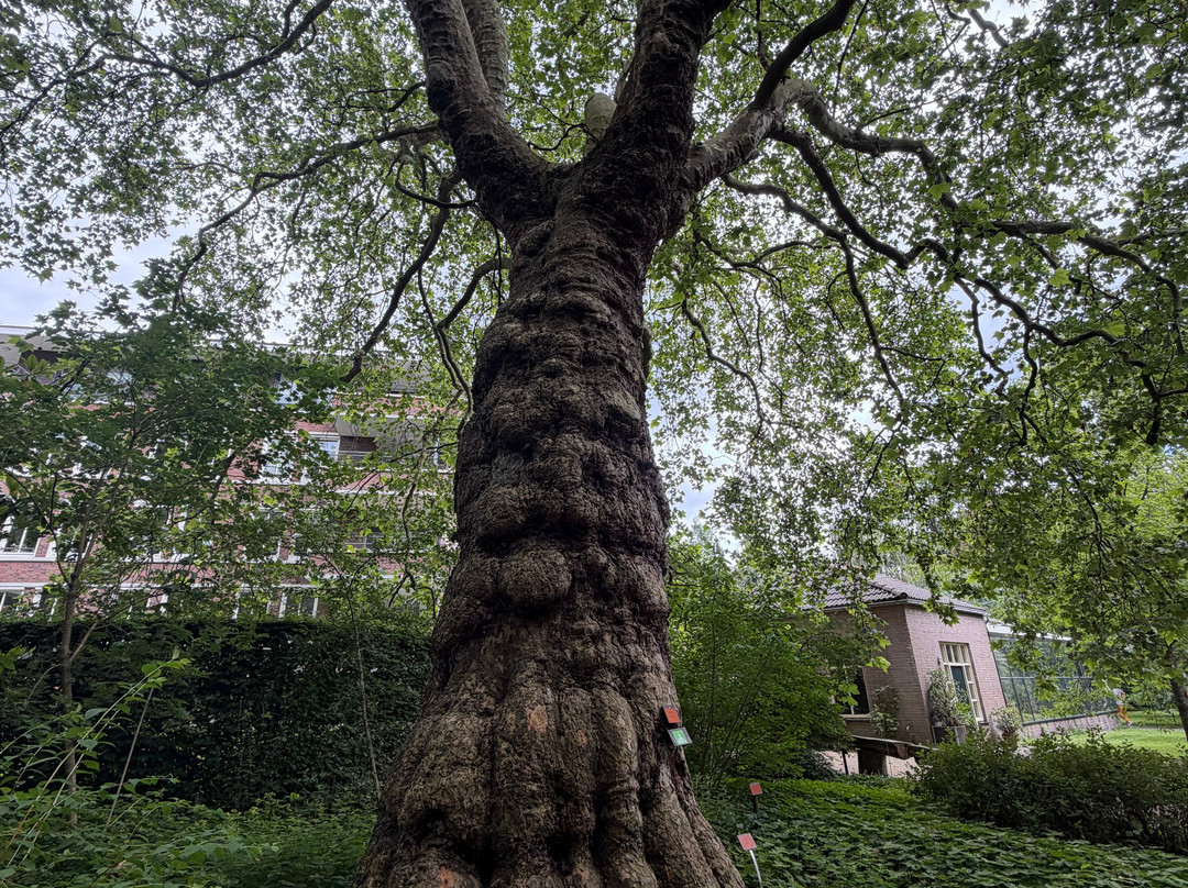 Botanical Garden Arboretum Oudenbosch-Oudenbosch必去景点