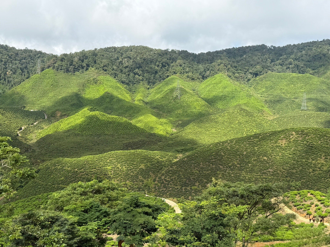 Cameron Valley Tea-丹那拉塔必去景点