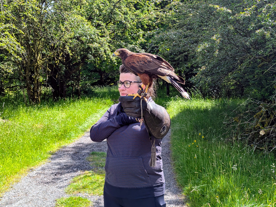 Lake District Falconry-温德米尔必去景点