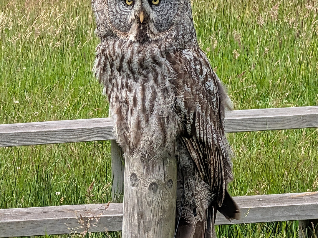 UK Owl And Raptor Centre-Groombridge必去景点