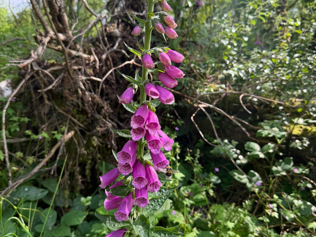 Benbulben Forest Walk-Drumcliff必去景点