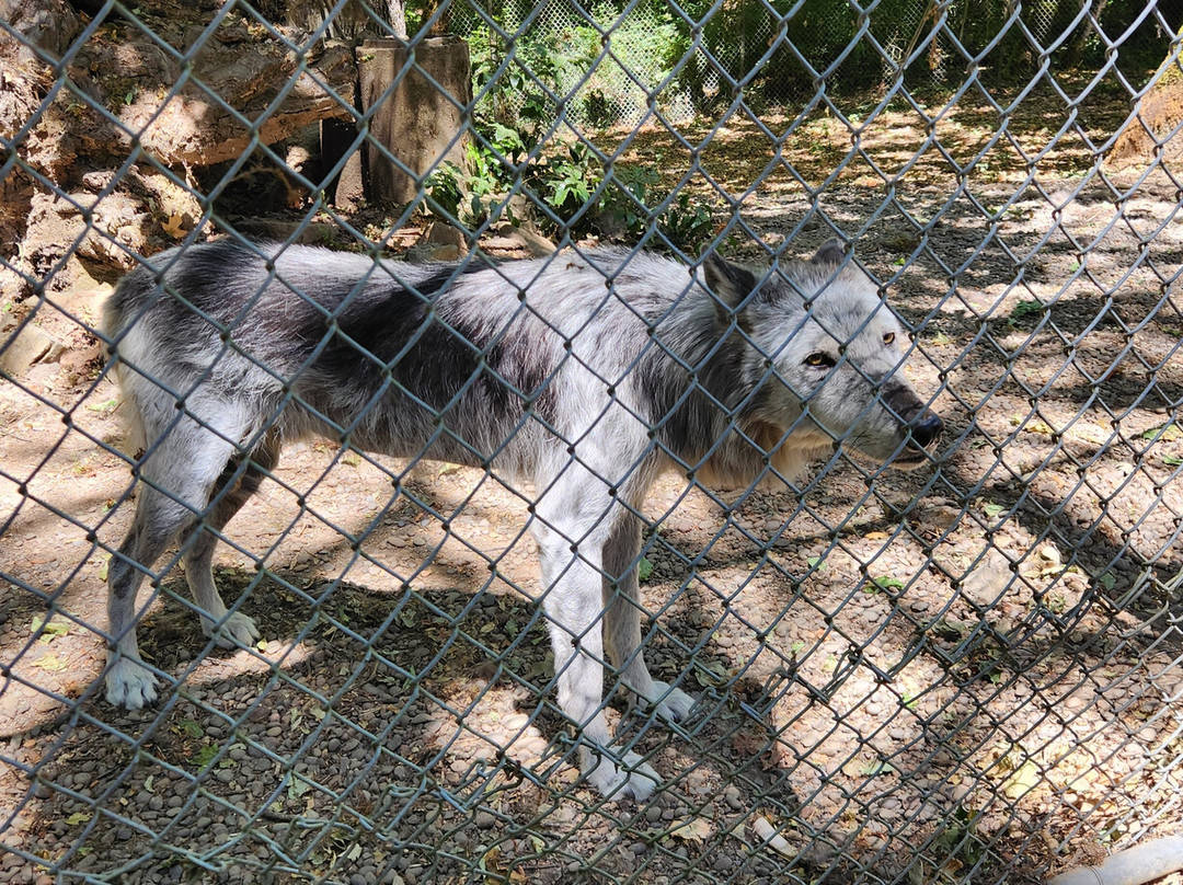 Wildlife Images - Rehabilitation & Education Center-格兰茨帕斯必去景点