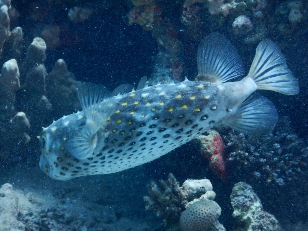 iDive Diving Centre-马卡迪湾必去景点