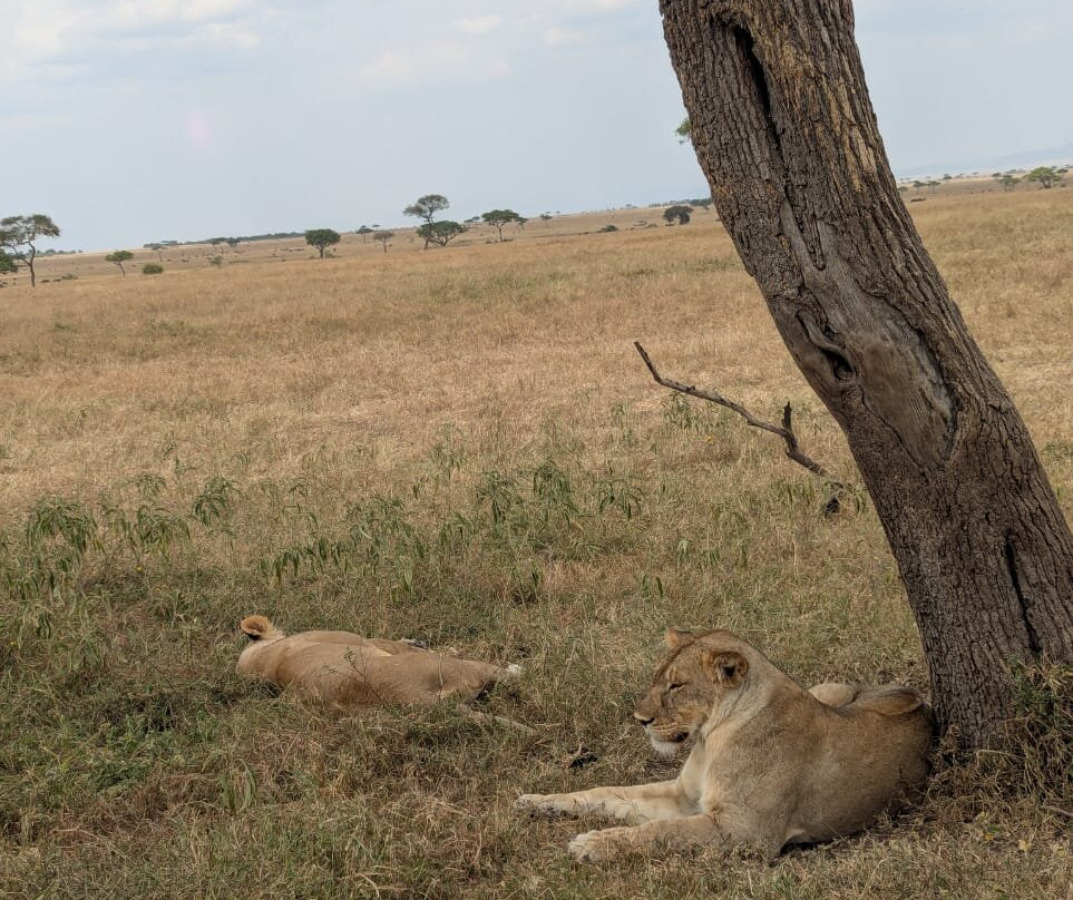 BADGER ADVENTURES TOURS & SAFARI-Arusha Chini必去景点