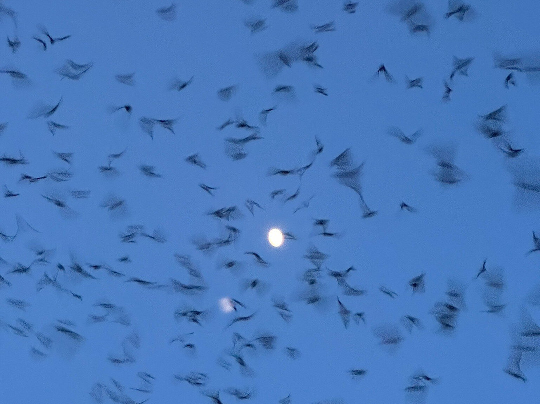 Frio Bat Flight Tours-Concan必去景点