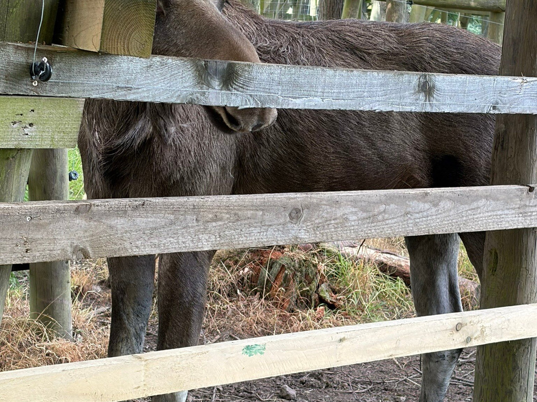 The Scottish Deer Centre-库珀必去景点