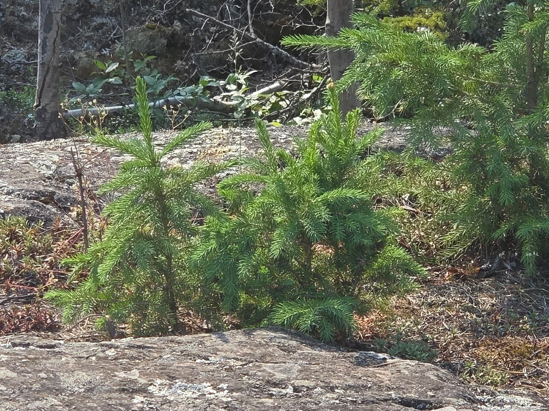 Cameron Falls Trail-黄刀镇必去景点