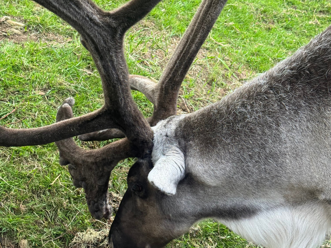 Reindeer Park / Hreindýragarðurinn-Fellabaer必去景点