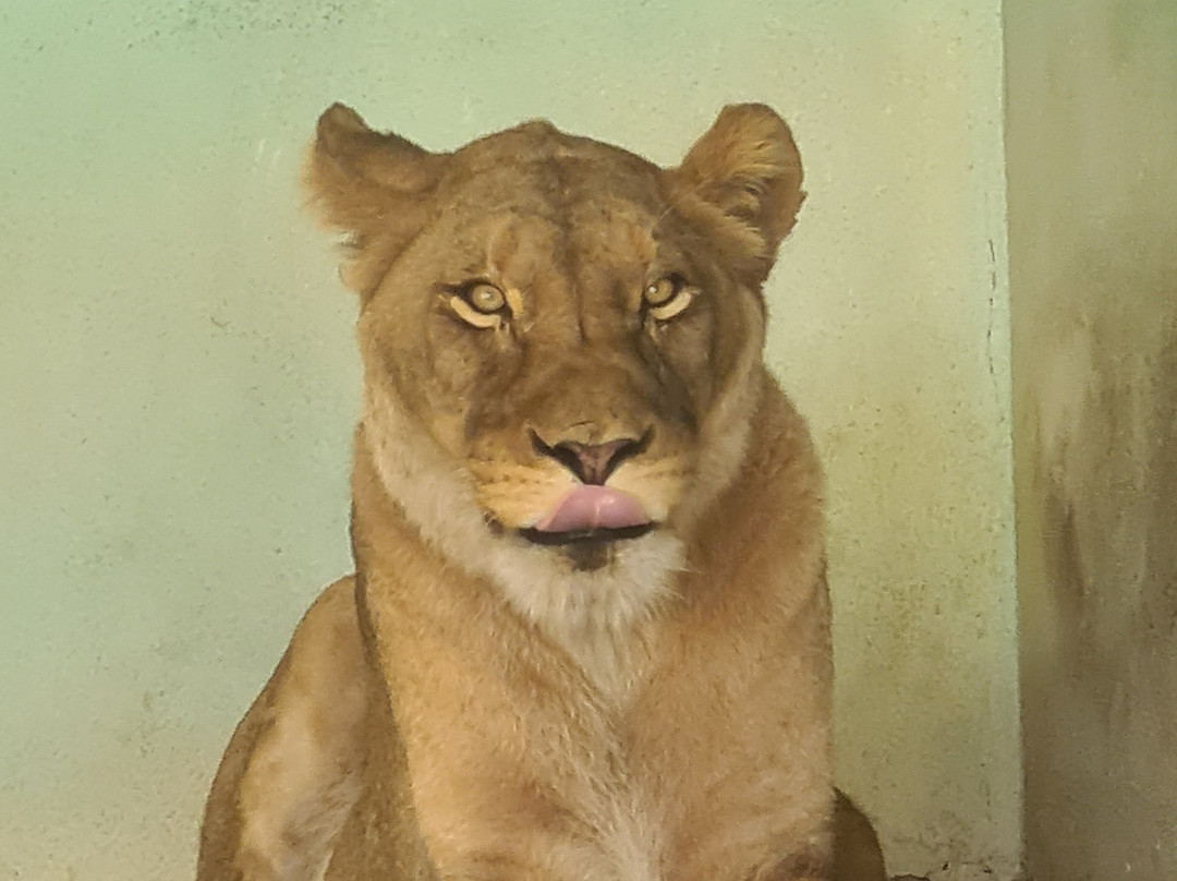 ZooParc de Beauval-圣艾尼昂必去景点