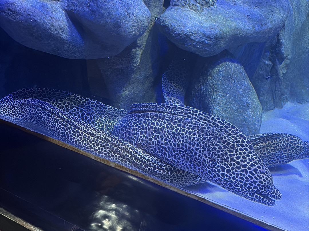 AquaRio-里约热内卢必去景点