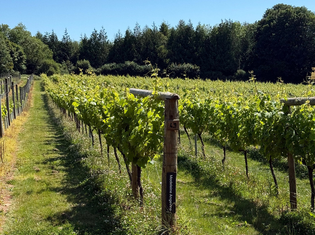 Sandridge Barton Wines-托特尼斯必去景点