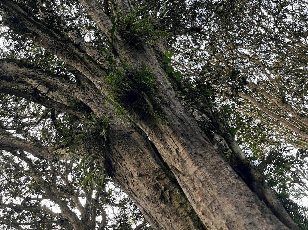 Bosque de los Arrayanes-Tulcan必去景点