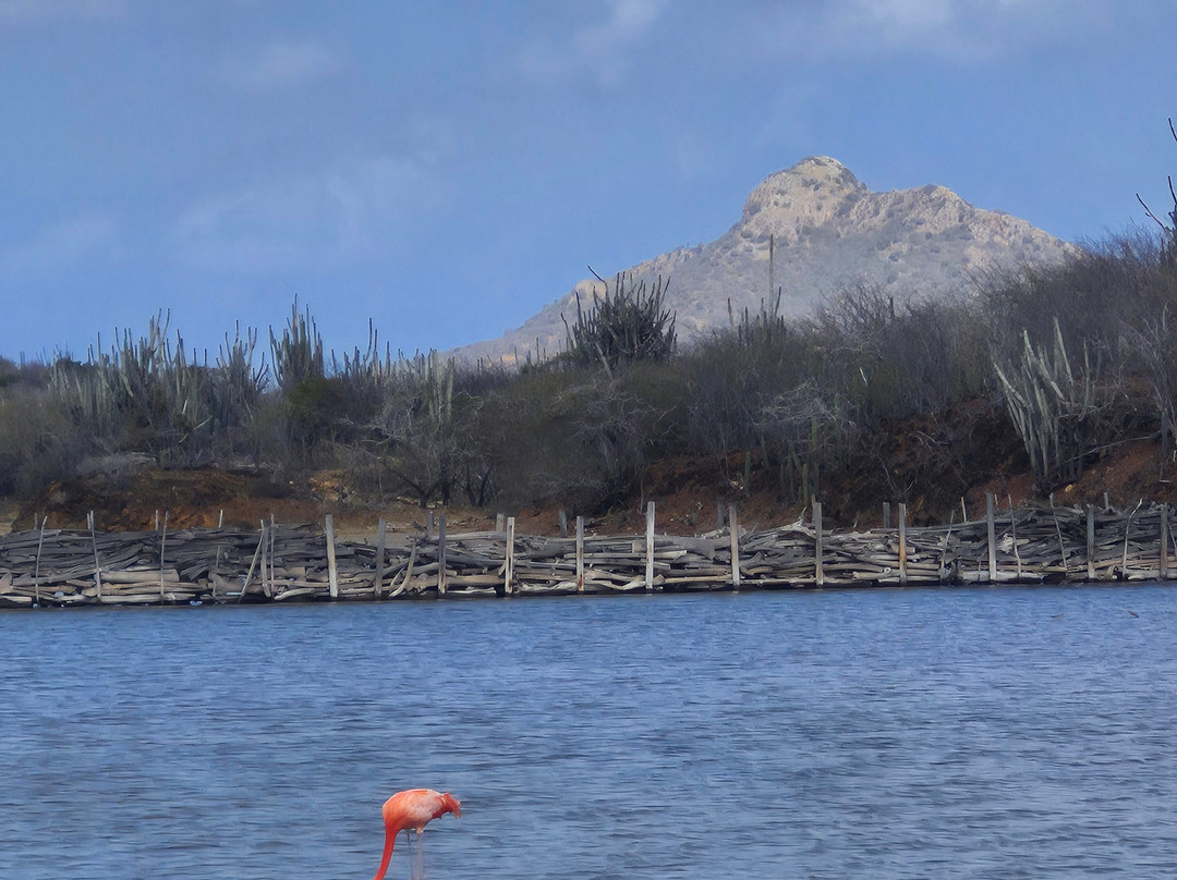 Pekelmeer Flamingo Sanctuary-博奈尔岛必去景点