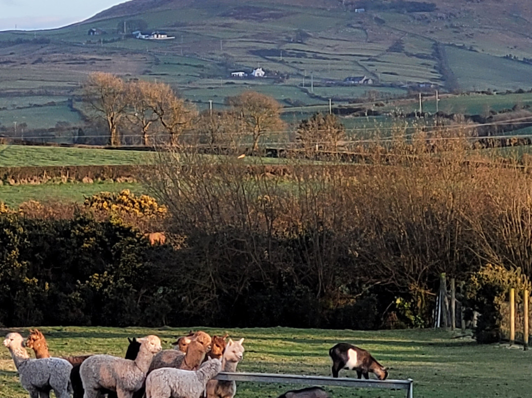 Mourne Alpacas Trekking With Over 100 Alpacas-Dromara必去景点