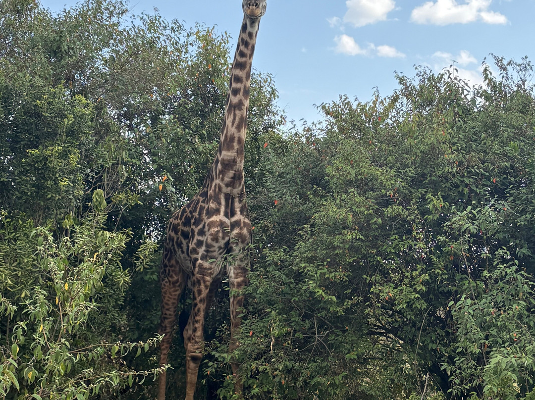 East Africa Adventure Tours and Safaris-马赛马拉国家野生动物保护区必去景点