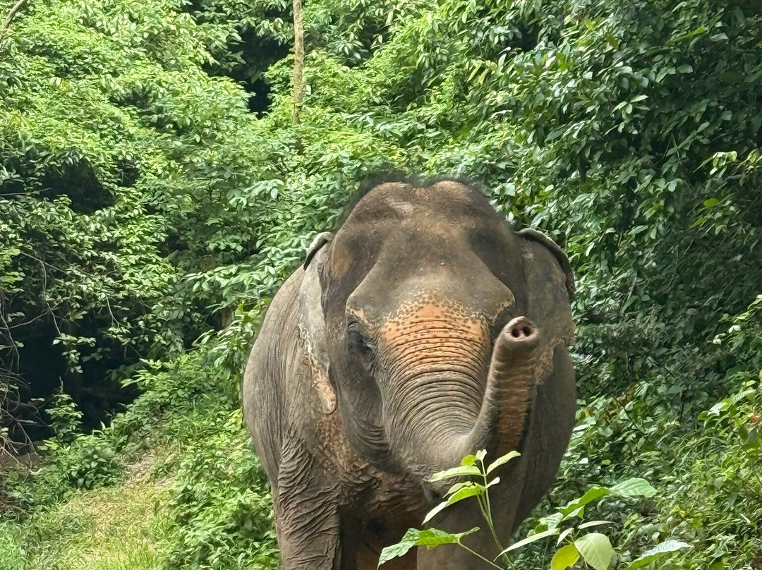 Phuket Elephant Nature Reserve-他朗必去景点