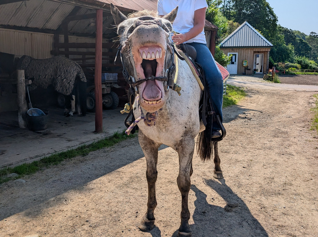 Lunga Riding Stables-Lochgilphead必去景点