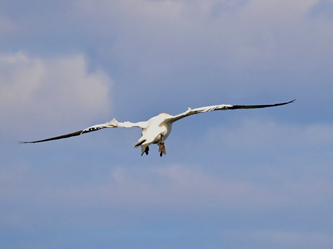 RSPB Bempton Cliffs-Bempton必去景点