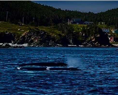 Twillingate Adventure Tours-Twillingate必去景点