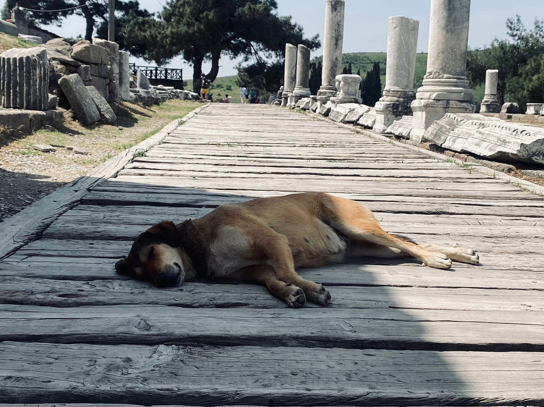 Pergamon Ancient City-贝尔加马必去景点